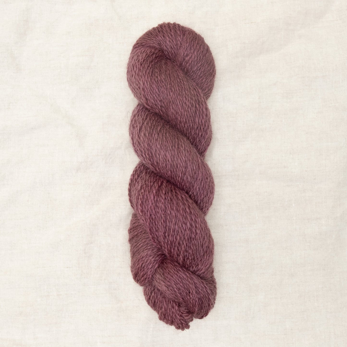 BFL/Romney DK - Hibiscus