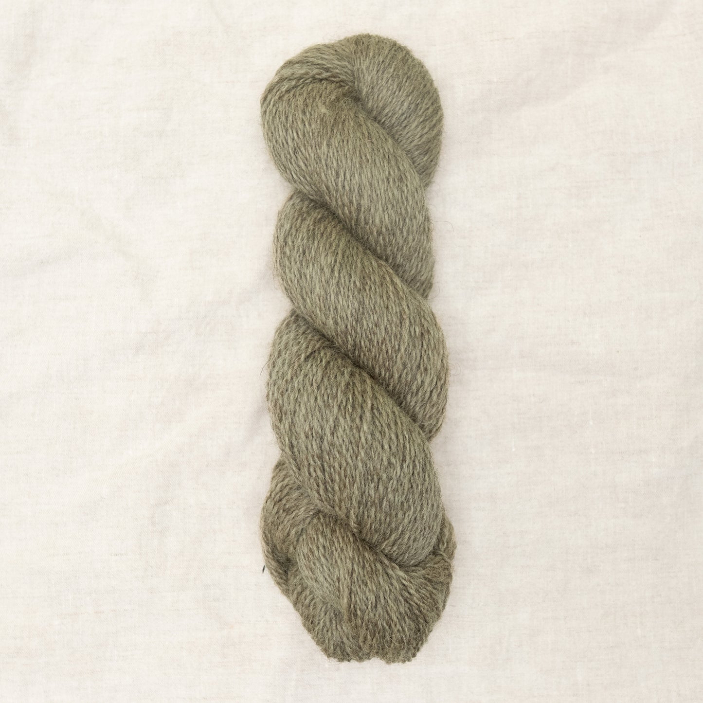 BFL/Romney DK -  Thistle