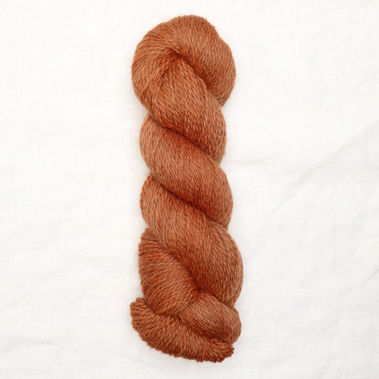 BFL/Romney DK -  Pumpkin