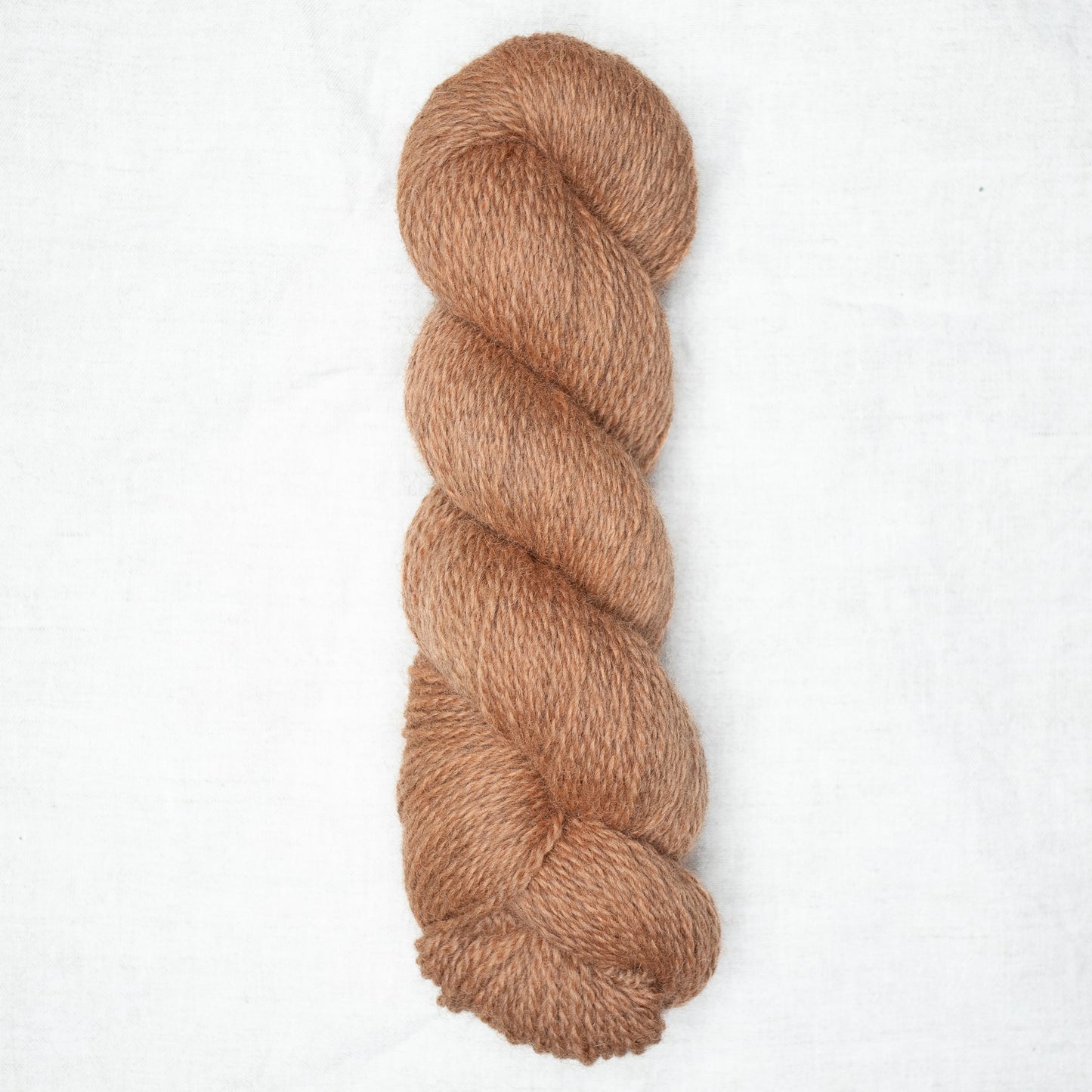 BFL/Romney DK -  Fawn