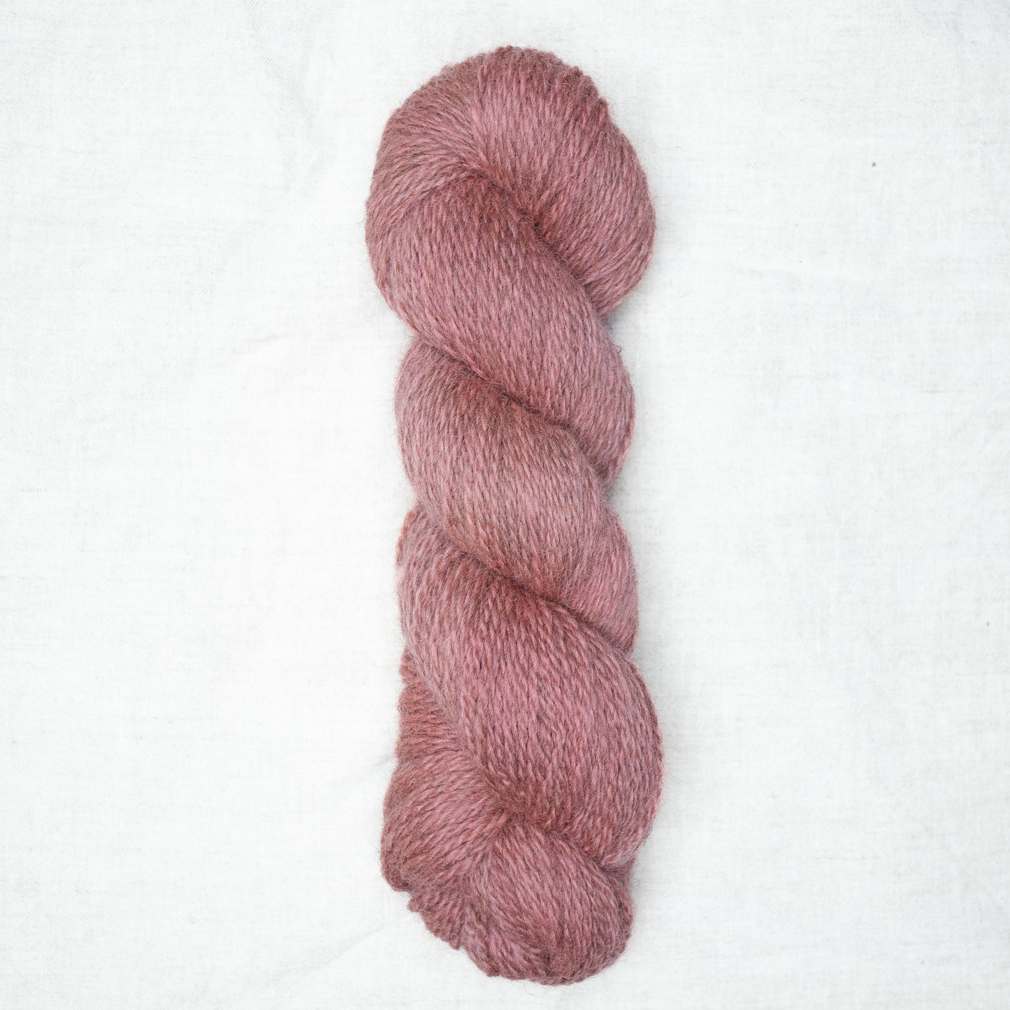 BFL/Romney DK -  Camellia