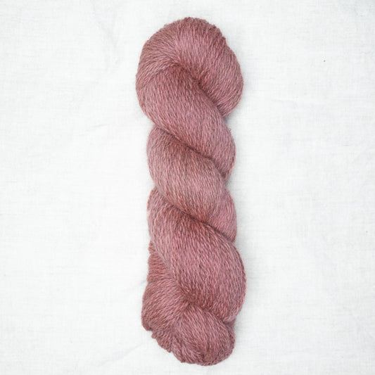 BFL/Romney DK -  Camellia