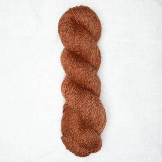 BFL/Romney DK -  Pumpkin